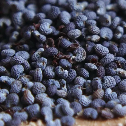Top Quality Blue Poppy Seeds