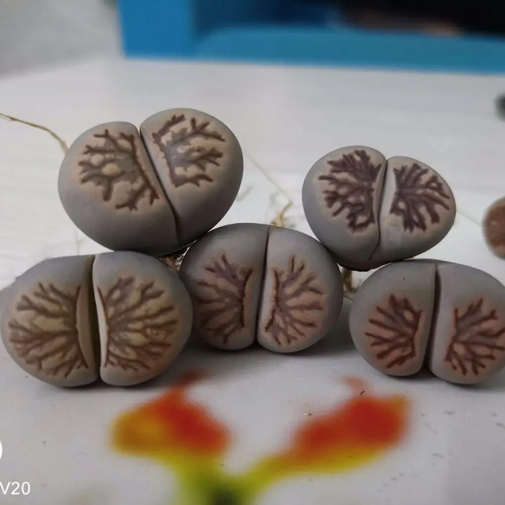 Оптовая продажа, натуральные растения kiku lithops, внутреннее украшение для дома, садовые орнаменты, суккуленты lithops 2-2,5 м