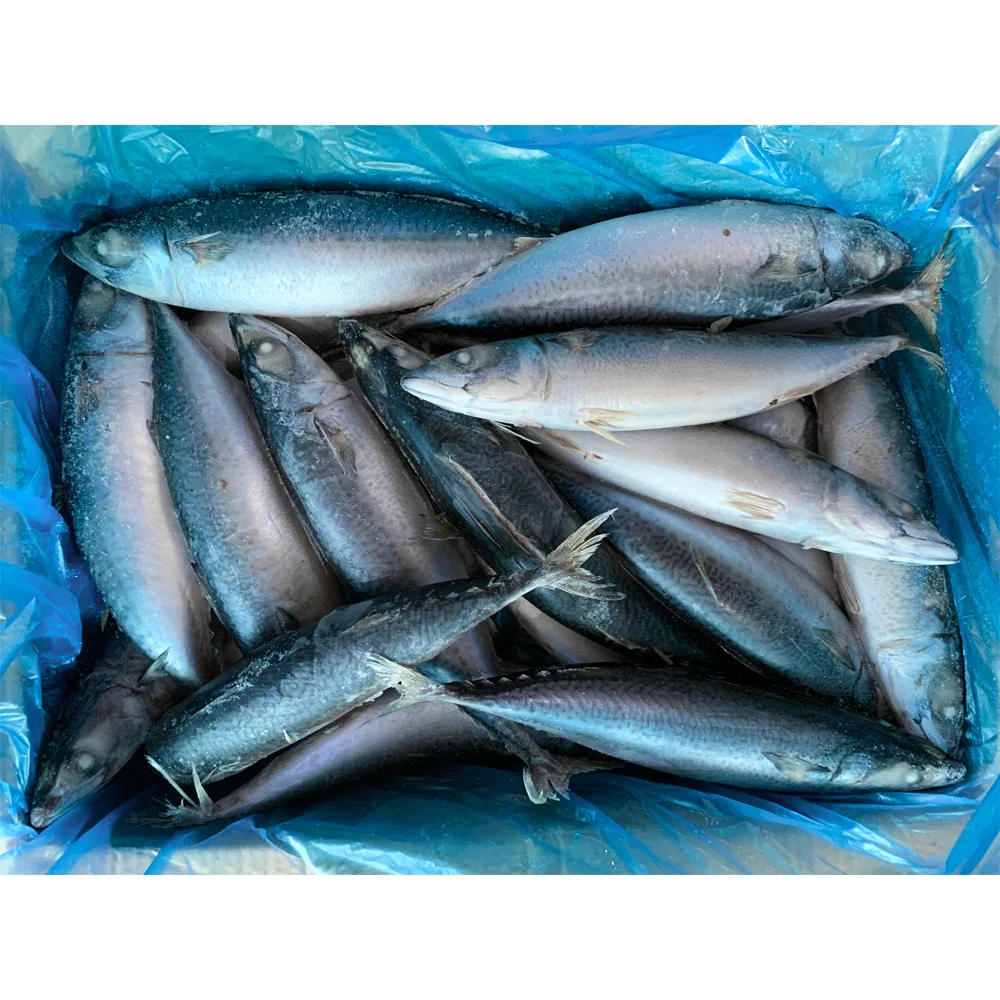 Frozen carton mackerel fish kosher frozen altlantic mackerel fish frozen pacific mackerel price