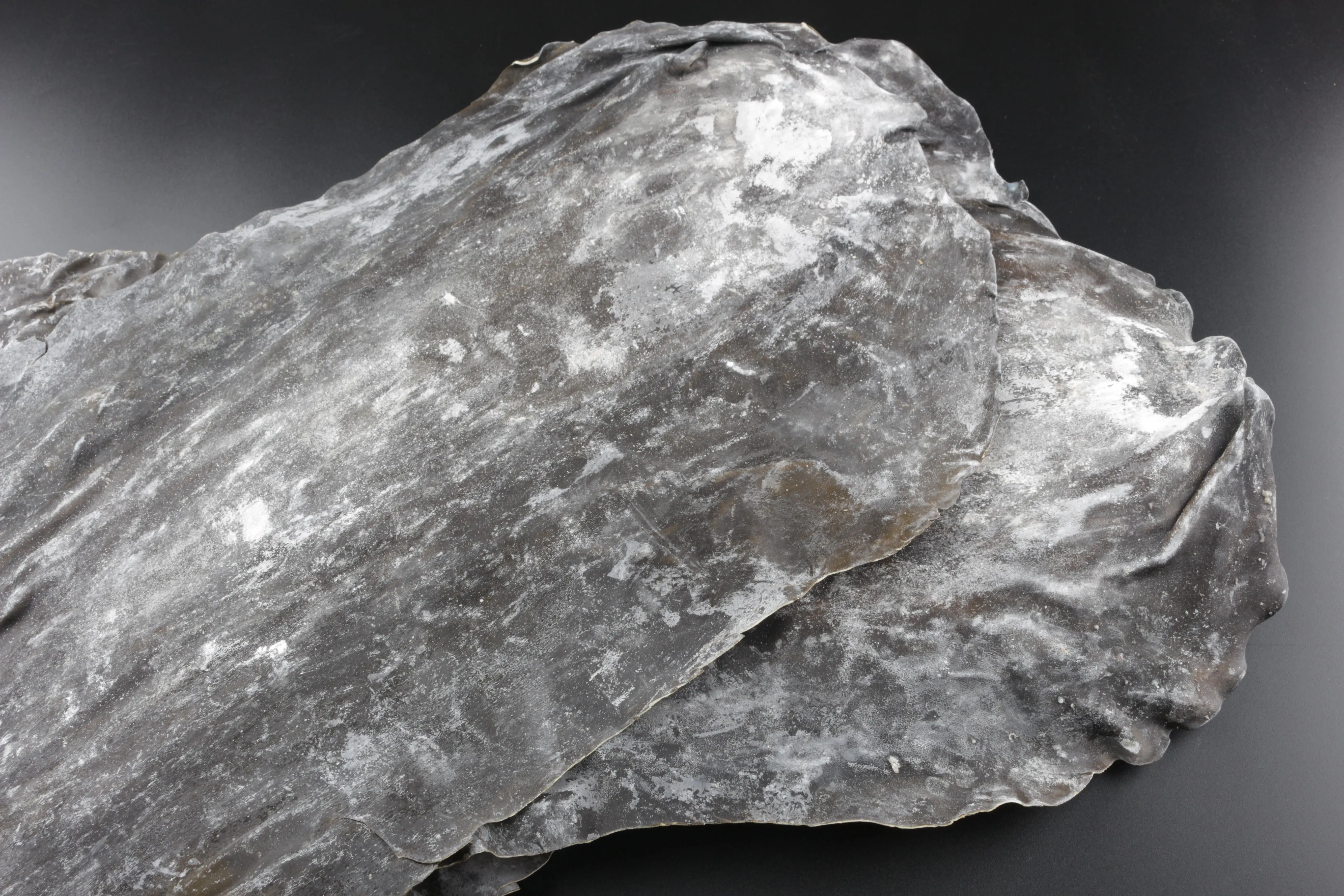 Fresh Organic Natural Algas high grade Laminaria AD Dried Kelp Kombu wakame with rich mannitol