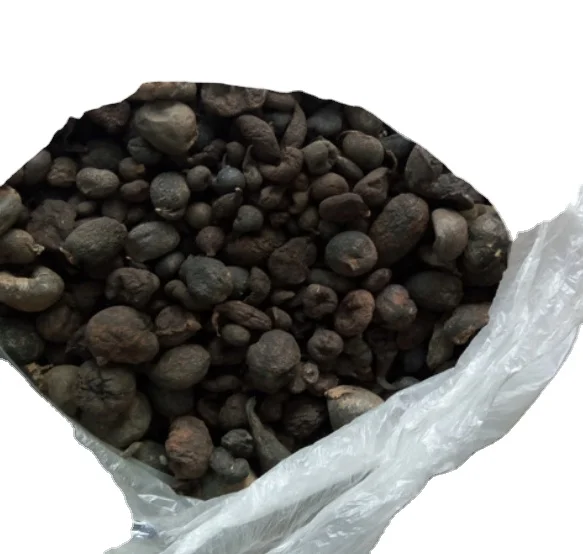 Black color natural fungus Wild cramp balls Daldinia concentrica
