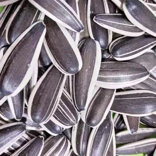 Hot Selling Chinese Non GMO High Quality Good Price Organic Raw Sunflower Kernels Seeds
