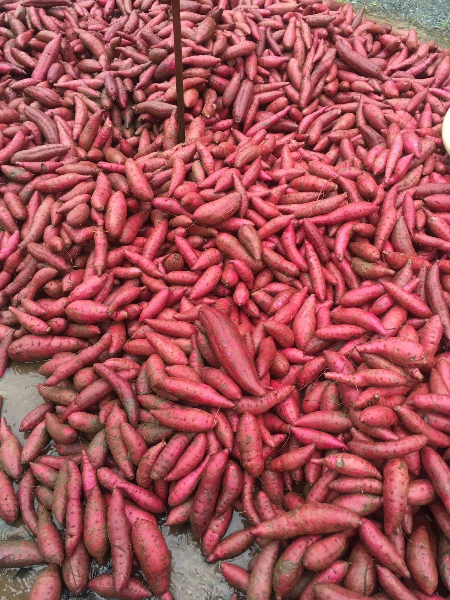 
Fresh Sweet potato new crop 2020 from Vietnam - Best quality 