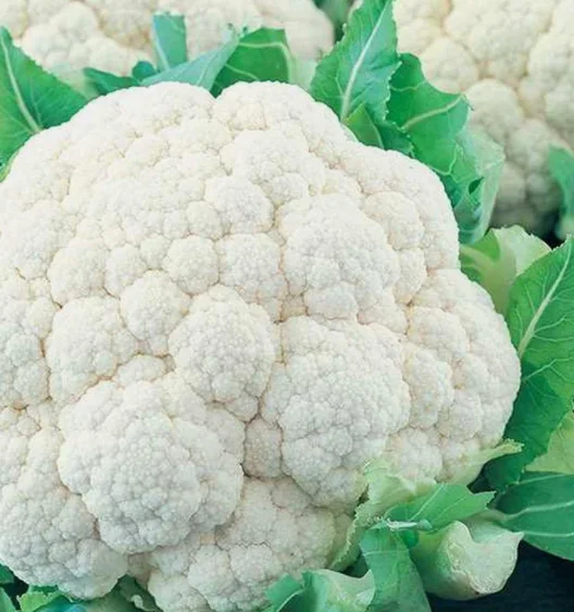 HIGH QUALITY Fresh Cauliflower  - TURKEY (Antalya) 2022