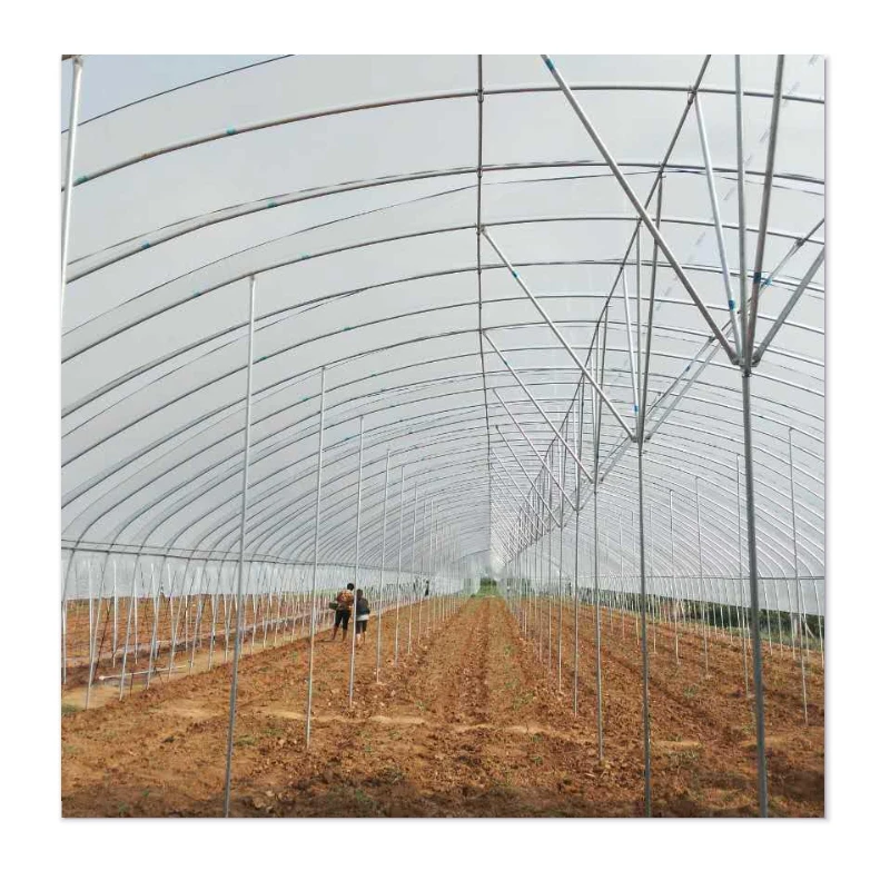 Experience Affordable Greenhouse Excellence - Durability and Wind Resistance