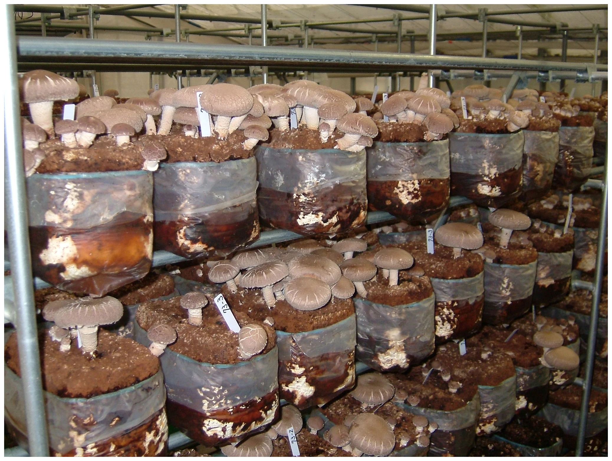 Свежая японская бутылка для выращивания плюуса, выращивание грибов