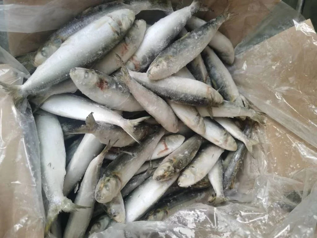 Best China Supplied Frozen Sardinella Fresh Sardinelle Fish Bqf Whole Round Frozen Sardine Aurita For Sale