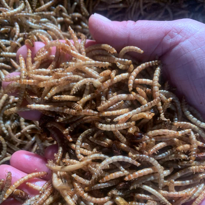 Wholesale High Protein Pet Food Dried Mealworms Freeze yellow breadworm