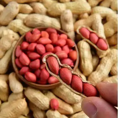 High Quality Organic Roasted Peanut Kernels Dried Raw Snack Processing Type Good Quality in Shell Peanut Kernels