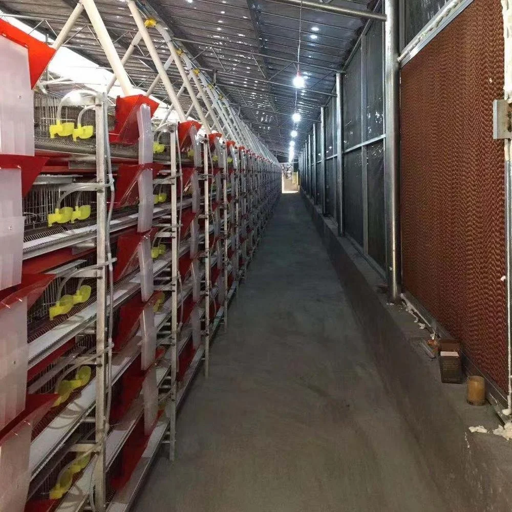 factory price H type 6 tiers quail cage