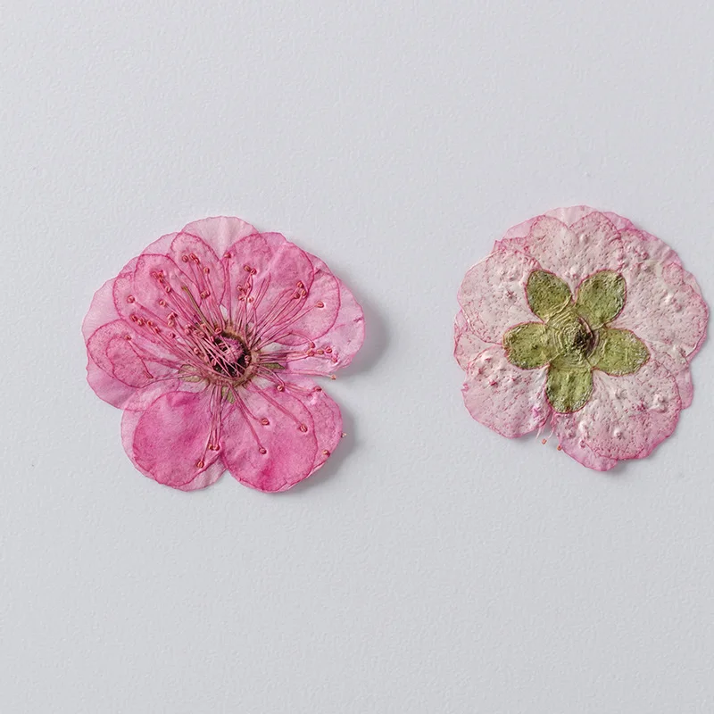 Real Dried Pressed Flowers, Plum blossom