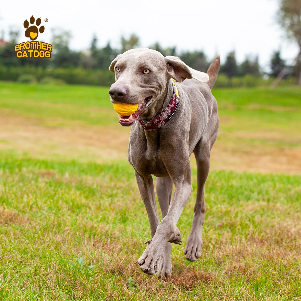 custom brand name Outdoor walk Dog Collar fashion color pet attractive dog collar