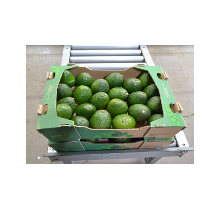 
Hot Sales Price Fresh Mexican Hass Avocado Fruit 