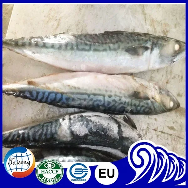 Морской свежемороженая Тихоокеанская ставрида целая замороженных
