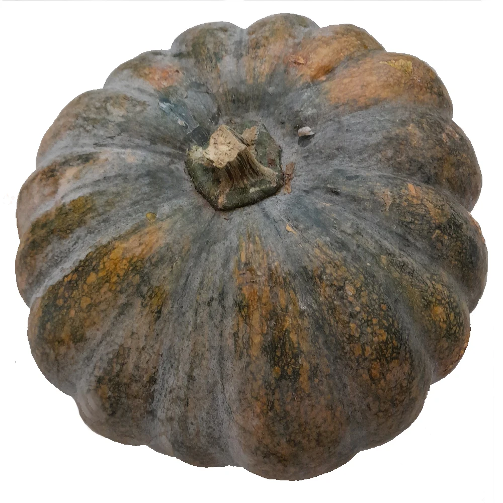 Viet Nam Pumpkin With High Quality Originated From Viet Nam Manufacturer +84962246940 Whatsapp