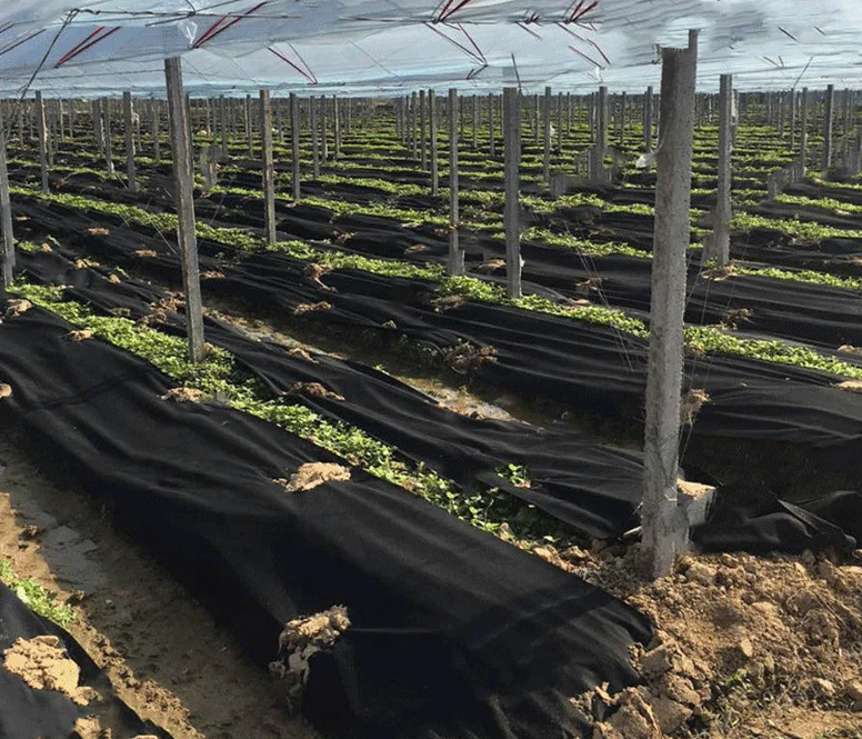 Promotional High Quality Eco Friendly Agricultural Durable Permeable Breathable Polypropylene Weed Control Non Woven Fabric Roll