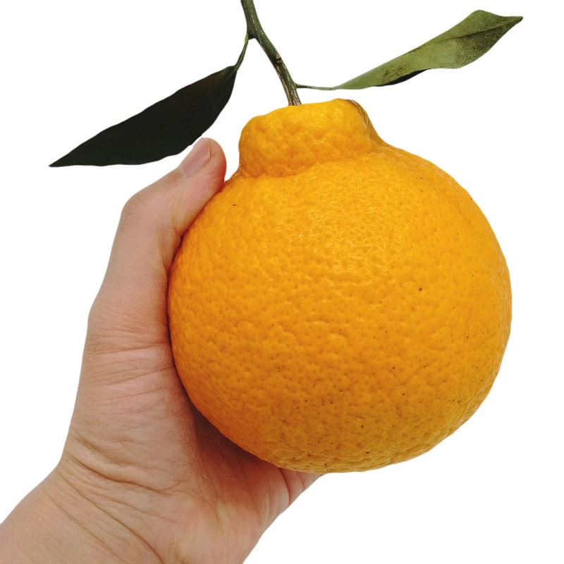 Hot selling Ugly Orange Dekopon extremely juicy fresh orange fruit without being messy