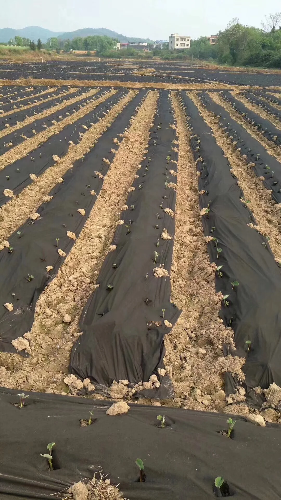 Anti-UV PP Spunbond Nonwoven Fabric 1%-4% UV Resistance anti-aging Nonwoven Ground Cover Anti-uv Nonwoven Fabric