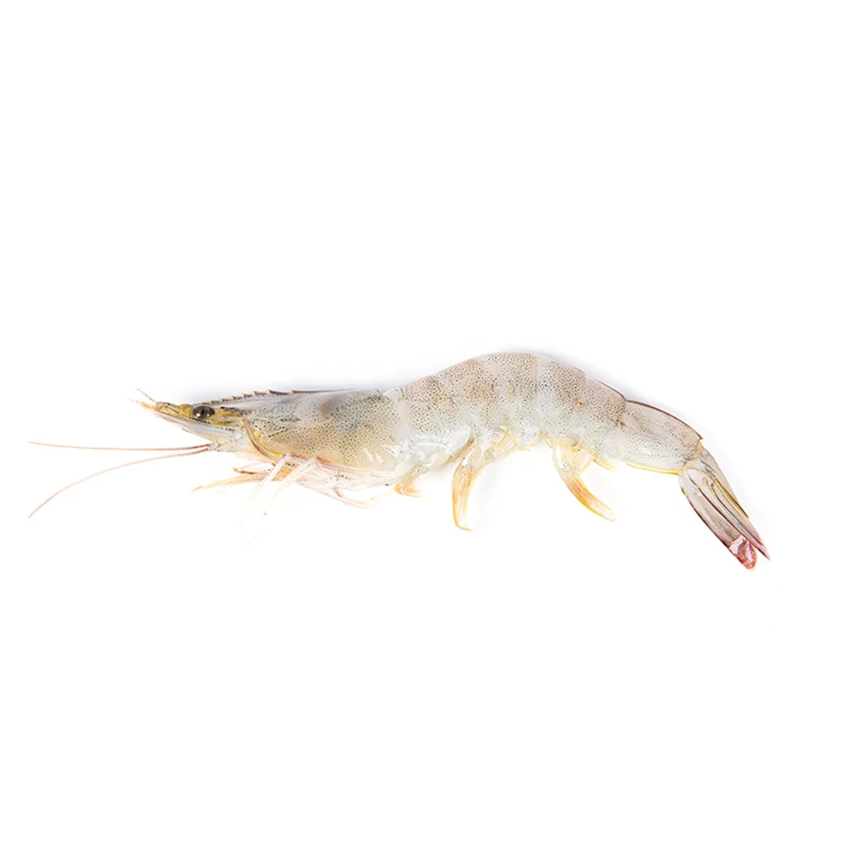 Improve water ecological enviroment accelerate growth aqua probiotics