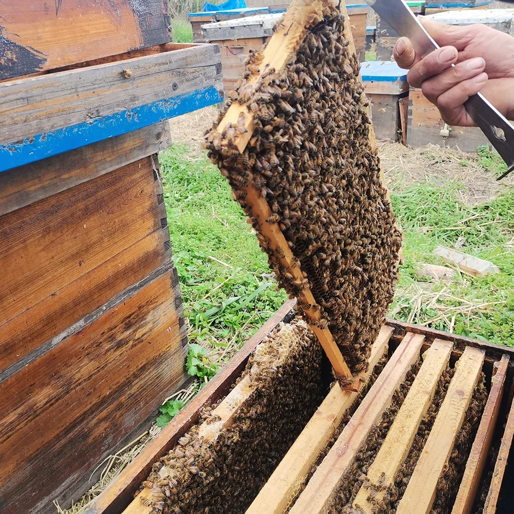 Natural bee honey 290 KGS Drum packing for wholesale to Europe