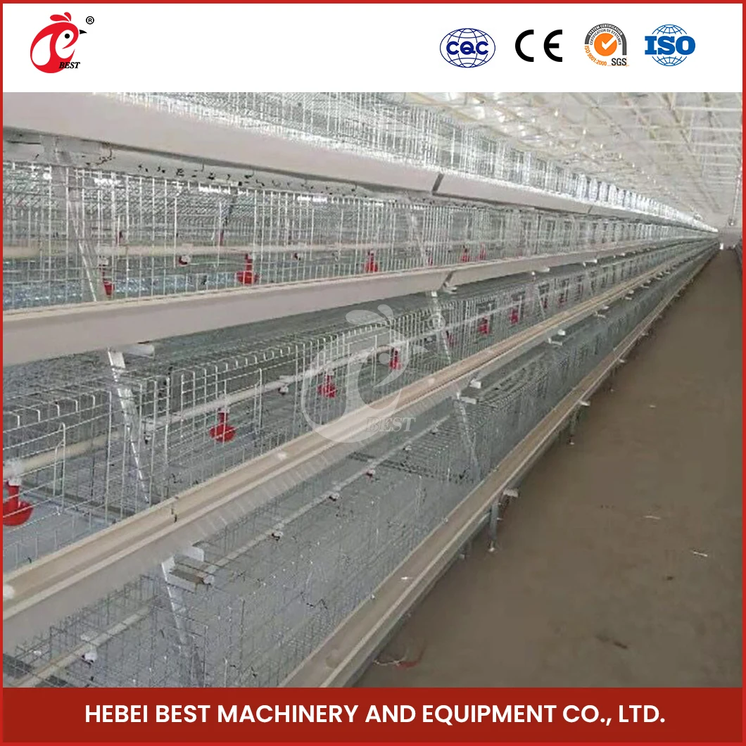 A Type Battery Layer Chicken Cages Automatic Egg Collector Chicken Cage Plans For Poultry Farm