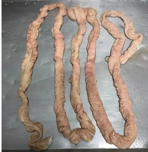 CHEAP AND  QUALITY FROZEN PORK INTESTINE
