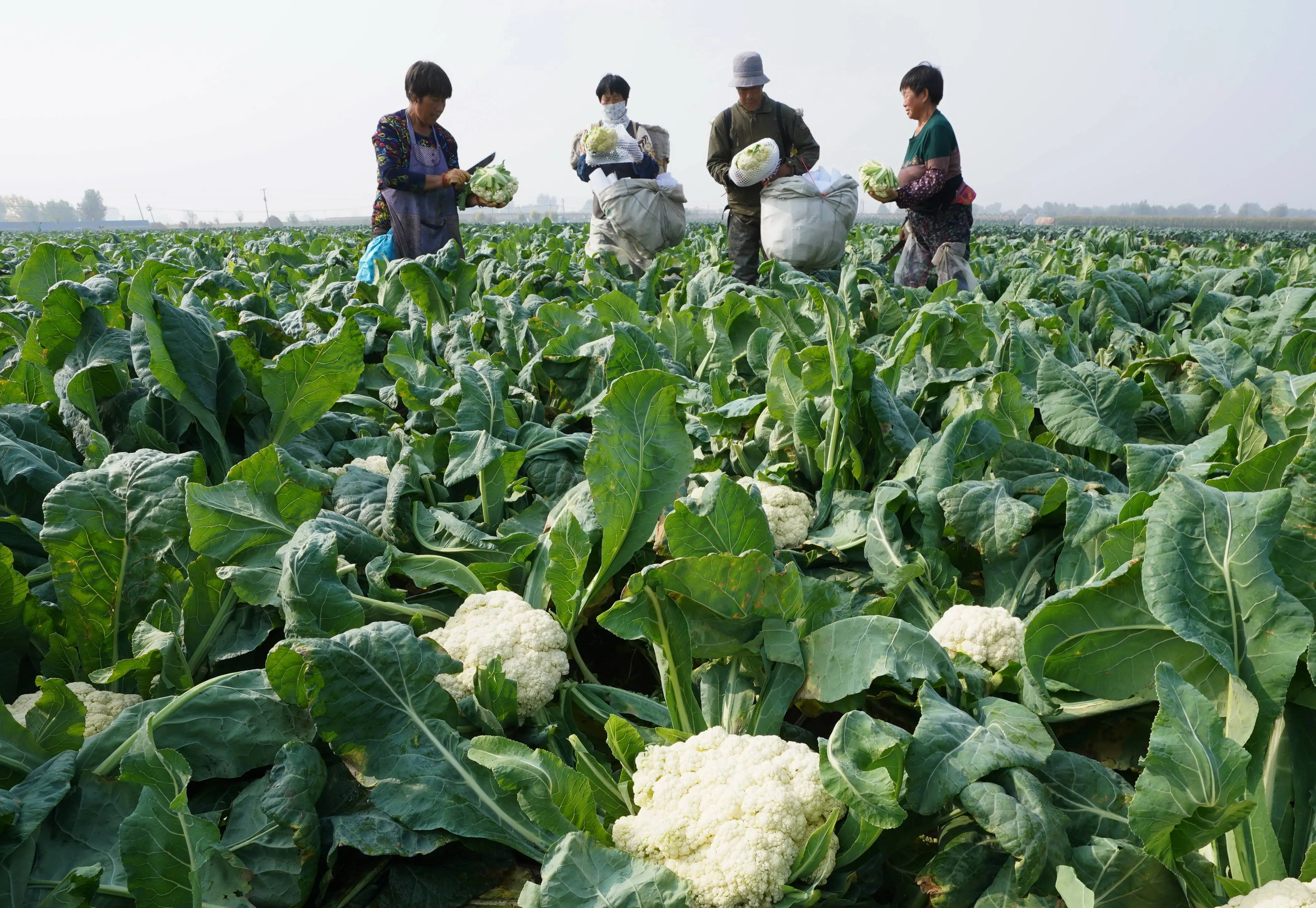 Organic IQF Blanched Cauliflower Floret GMO-Free Frozen Vegetable with Cut Leaf Halal BRC KOSHER Certified Hot Sell Fruit Cut