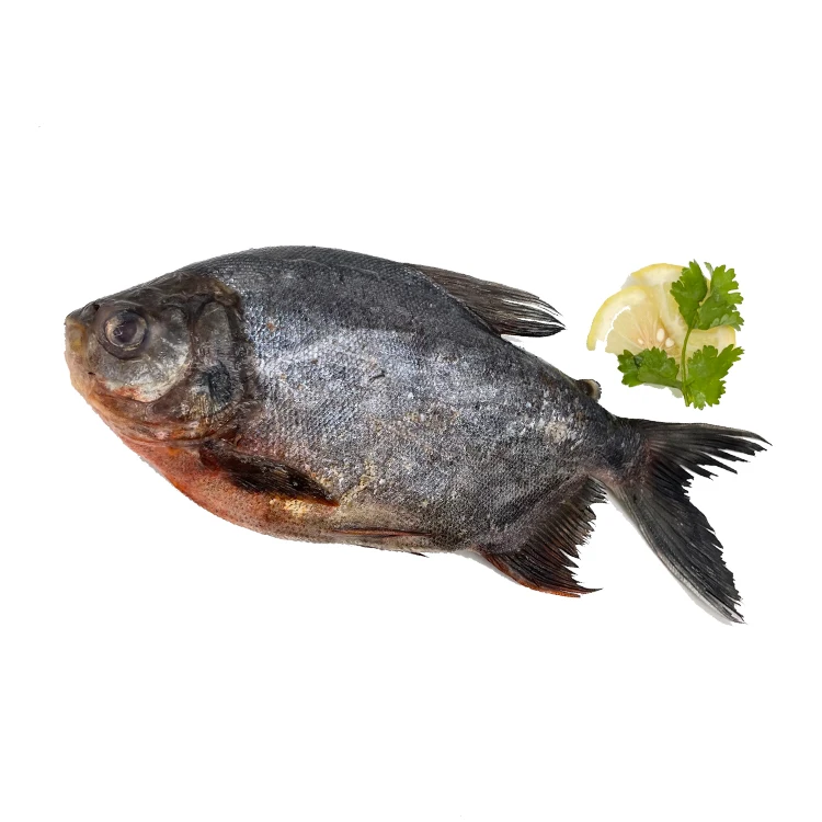 Size 300-500g Chinese Farm Raised Frozen Red Pacu Red Pomfret Fish with Stable Supply