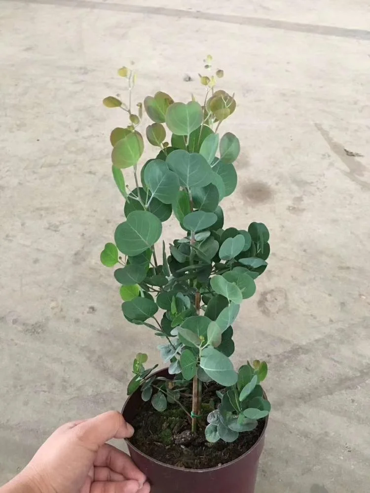 
wholesale indoor ornamental natural plant Eucalyptus robusta 