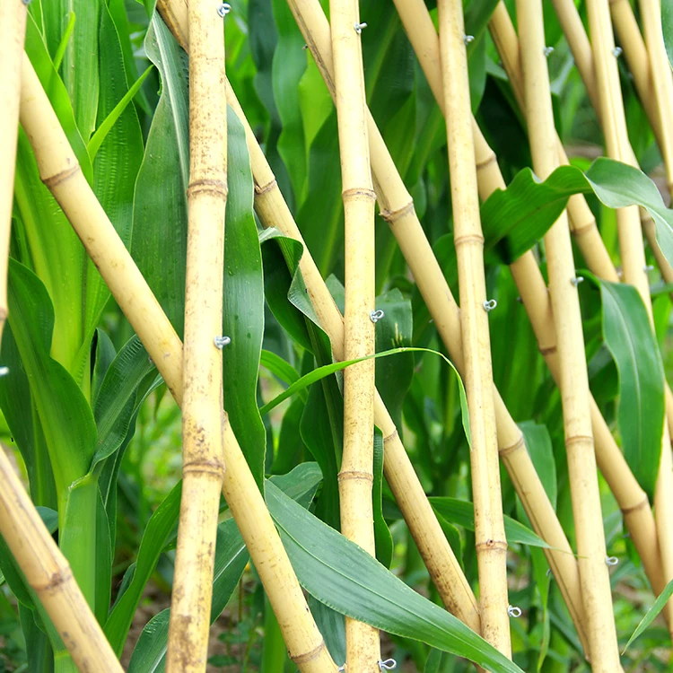 2022 Natural Bamboo Stakes  Eco-Friendly Garden Stakes, Plant Stakes Supports Climbing for Tomatoes, Trees, Beans, 20 Pack