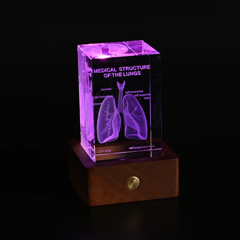 Crystal 3D Laser Engraved Human Anatomical Skeleton Cube Model Statue Paperweight Anatomy Mind Neurology Medical Science Gifts