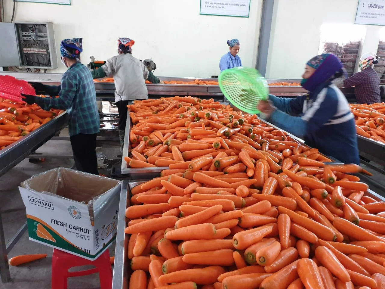 Свежая морковка низкая цена низкий минимальный заказ лучшее качество бренд производитель OEM ODM обслуживание горячие продажи овощи упаковка логотип