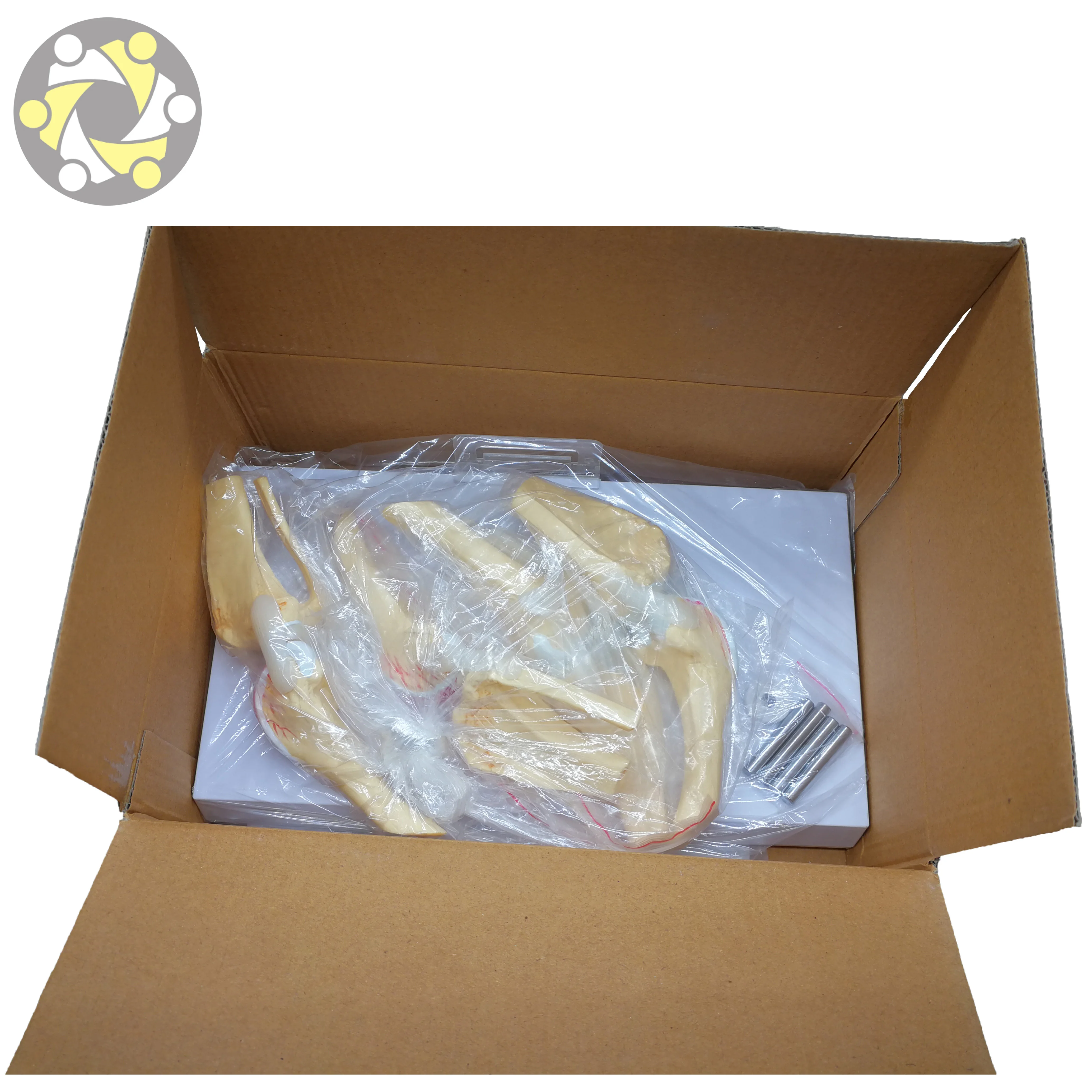 Biological Plastic  Anatomy Pvc Dog Artificial Knee Joint Model