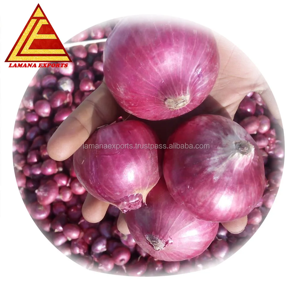 
Fresh Nashik Onion for Vietnam 35mm up above Premium Quality 
