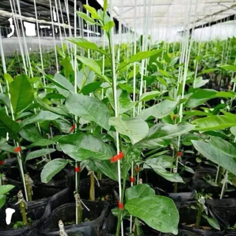 FRP Rod Tubes Factory Price High Performance Good Quality Fiberglass Pultrusion Tomato Stake Fiberglass Reinforce Plastics