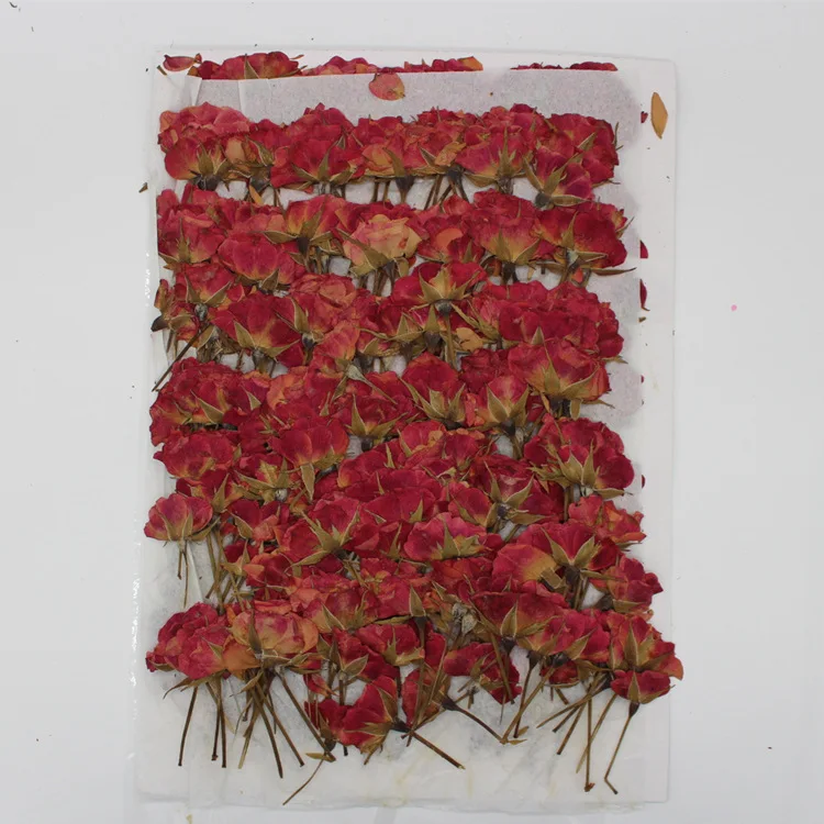 Real Dried Pressed Flower Rose Bud with Branch