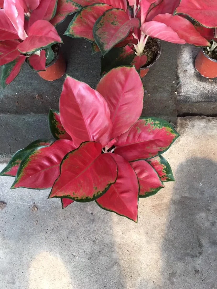 Оптовая продажа от Aglaonema ChinaRed отправка в
