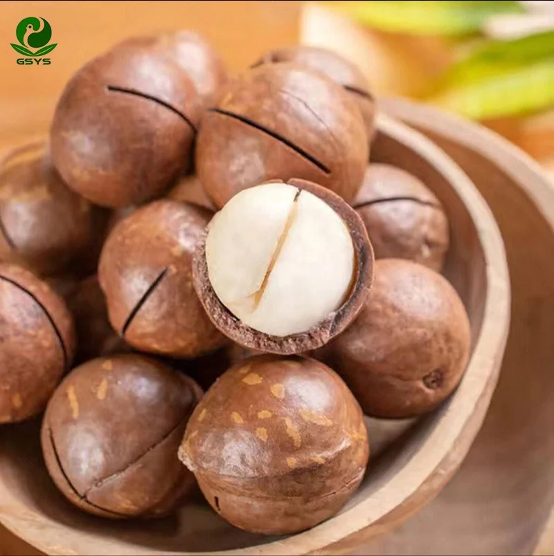 Заводская цена необработанные орехи макадамии с скорлупой