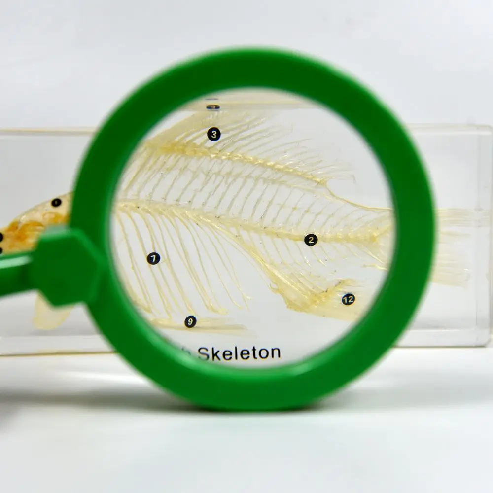 Real Animal Skeleton Education Model Fish Skeleton Resin Specimen Paperweight Teaching Resource for School Supplies