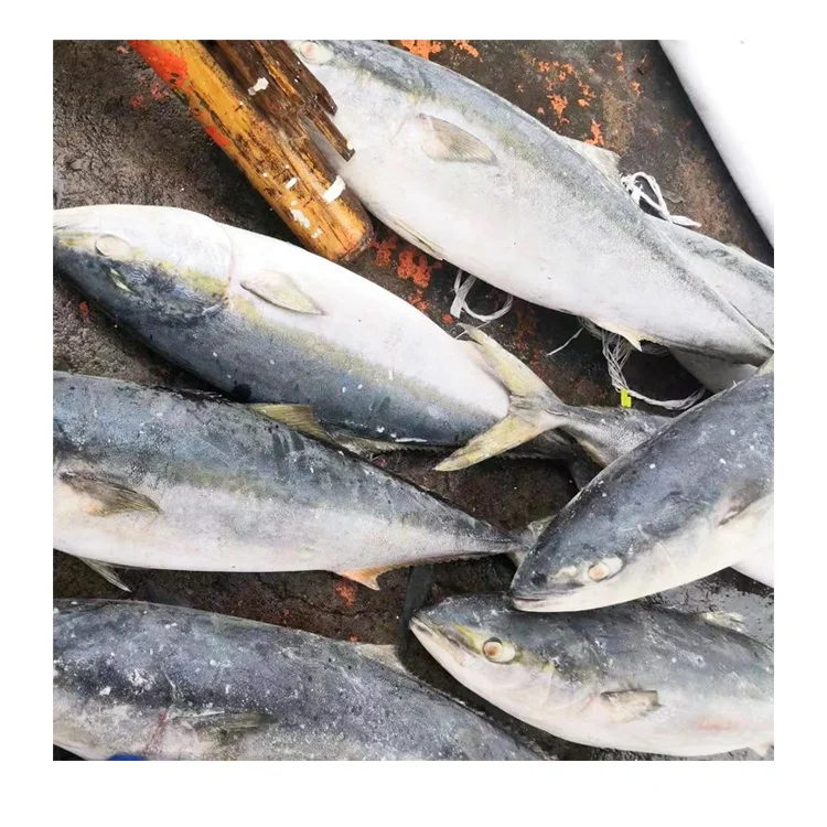 Замороженный цельный желтый хвост Amberjack Scad хорошего качества рыба размера 6-8 кг 8-10