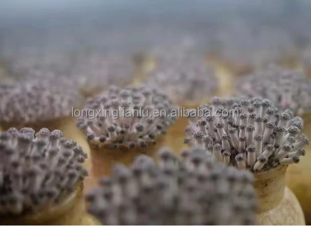 Большая оптовая продажа свежих грибов-крабов, морепродуктов, грибов