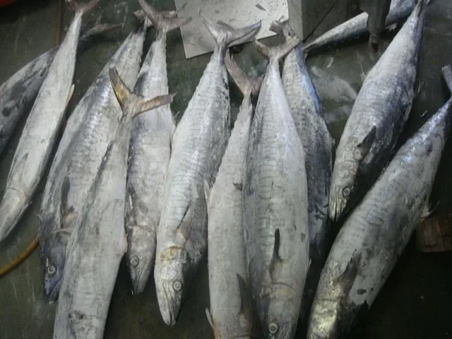 Frozen Stripe Spanish Mackerel King Fish Steak