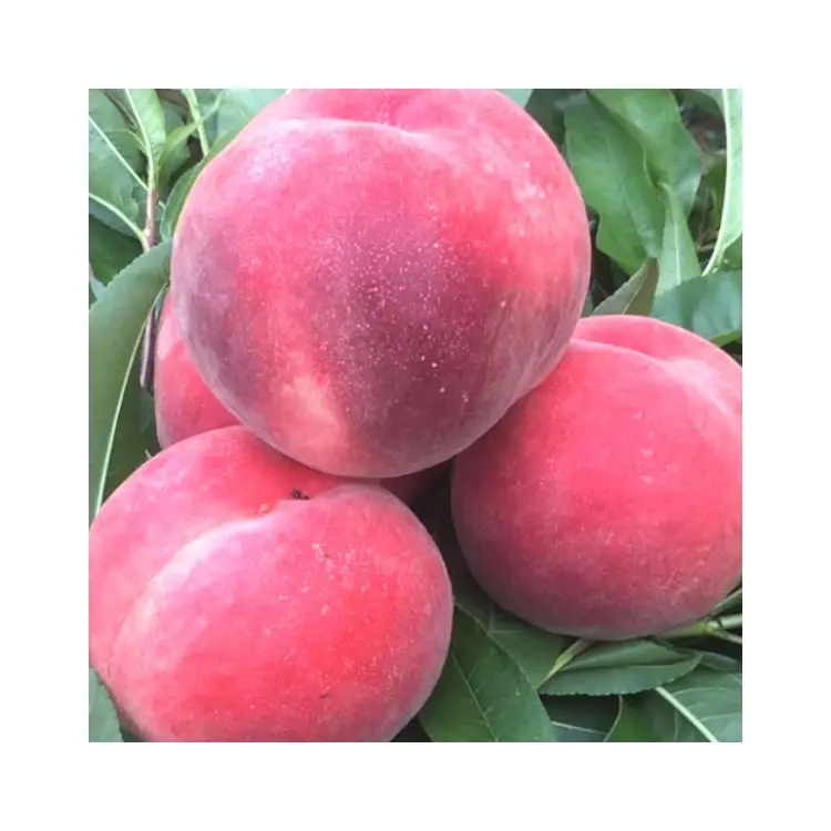 Конкурентоспособная хорошая персиковая цена Высокое качество оптовая продажа Большая форма сладкий Cangfang свежий peache