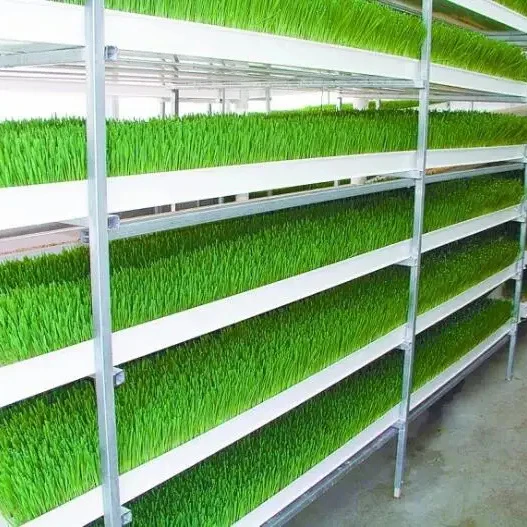 Fully automatic hydroponics fodder system cow feed hydroponic fodder grass system growing  hydroponic fodder machine