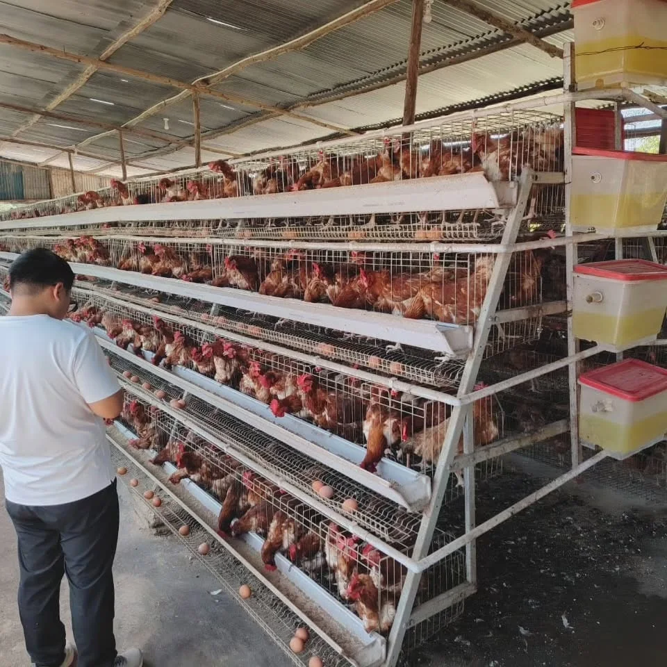 WIN 3/4 Tiers 1000 Birds Poultry Farm Animal Battery Layer Chicken Cages for