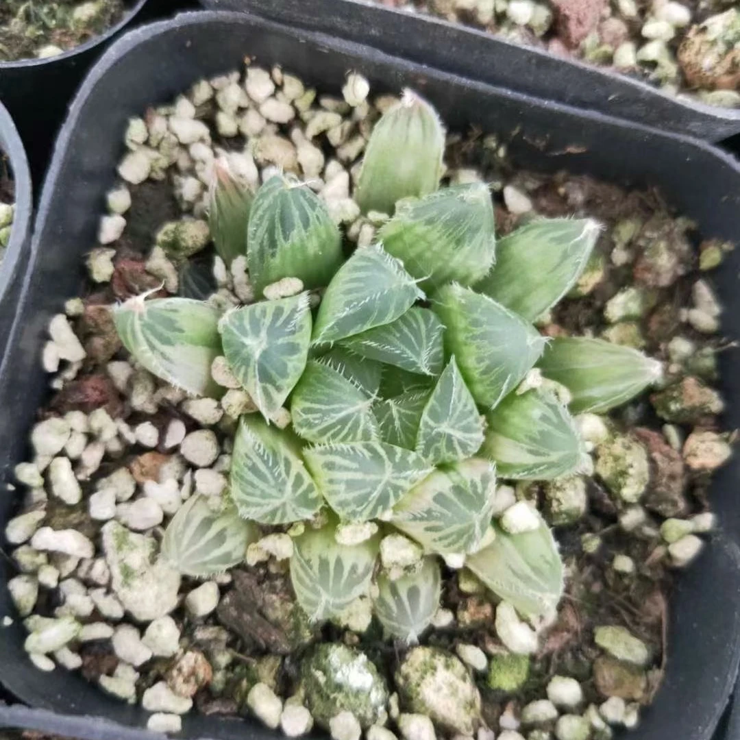 3-5cm Plant haworthia cooperivar.venusta Decor for Nursery Real  Indoor Outdoor Plants