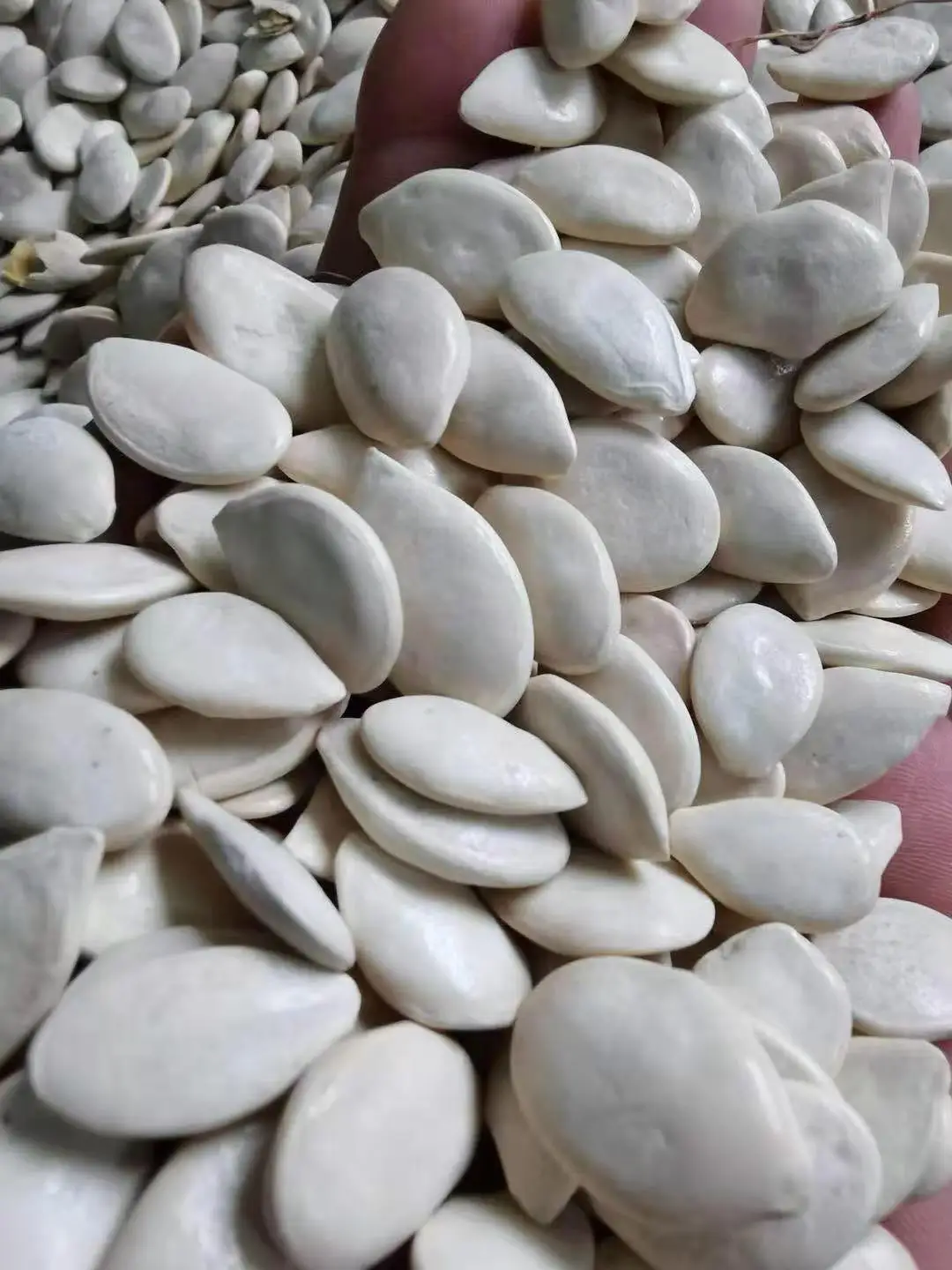 
Top Grade Chinese 2020 New Crop Salted Pumpkin seeds 