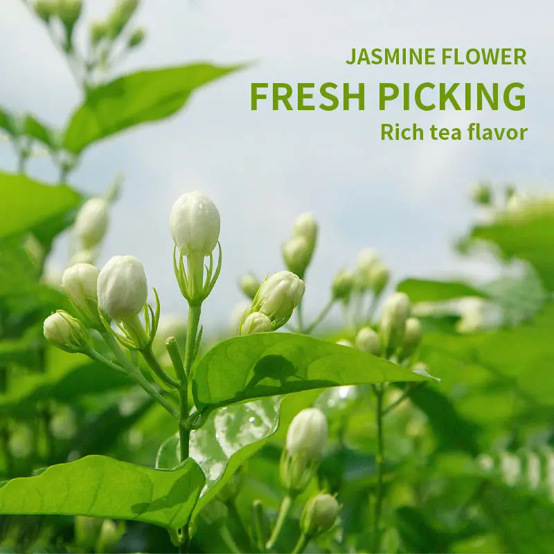 Wholesales BAIXIANGHUI High Grade Jasmine Tea Flower Tea for Beauty Slimming Chinese green Jasmine buds tea for sales