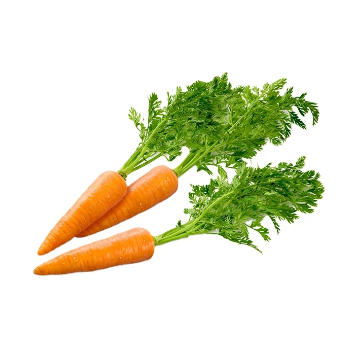 New Fresh Carrot Seeds Wholesale Best Price Red Carrot New Crop