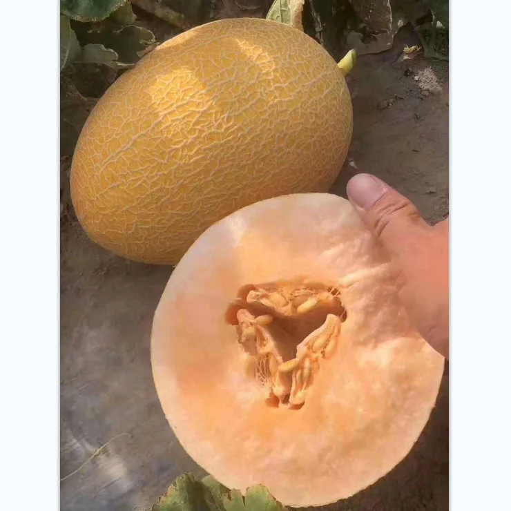 Высокоурожайные гибридные F1 семена тыквы Хами ранней зрелости для посадки